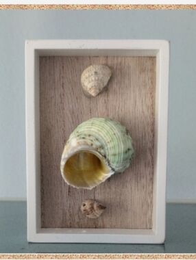 Turbo Imperiali Sea Snail with two snail shells mounted frame 3 X 5